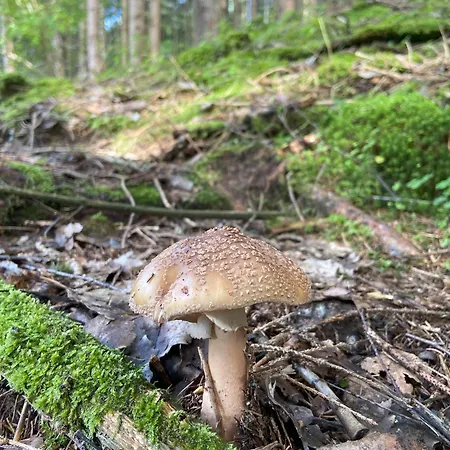 Weide Stubaital - Adults Only